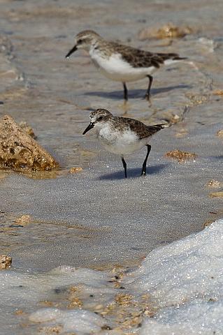 014 Rottnest Island, roodkopplevier.jpg